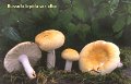 Russula lepida var.alba-amf2143